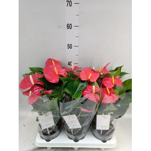 Anthurium andr. 'Everio'