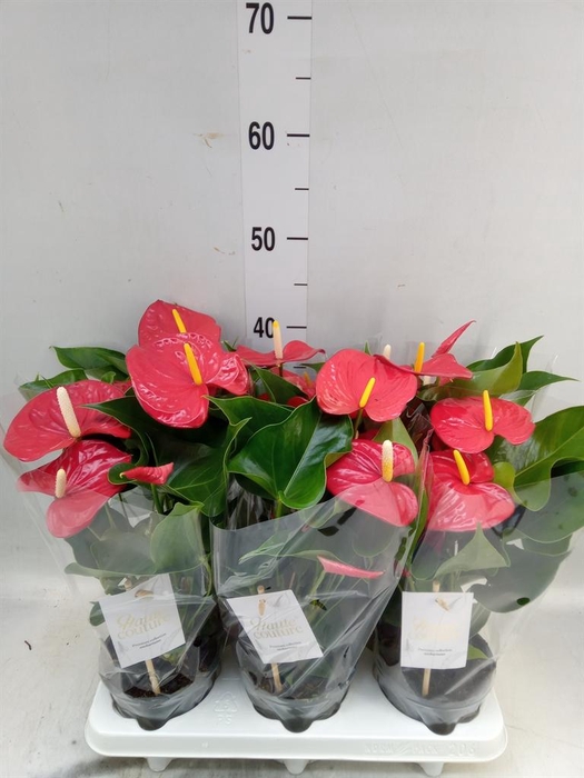 <h4>Anthurium andr. 'Everio'</h4>