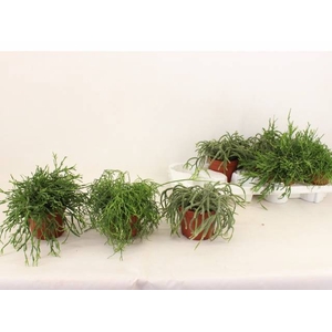 RHIPSALIS GEM