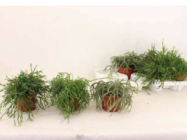 <h4>RHIPSALIS GEM</h4>