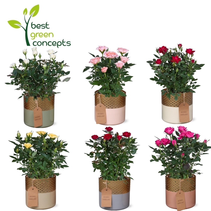 <h4>ARR ROSA POT</h4>