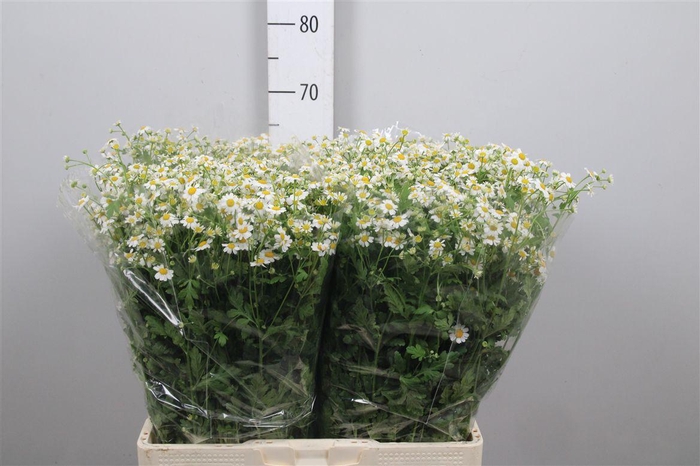 <h4>Tana Pa Cameron</h4>