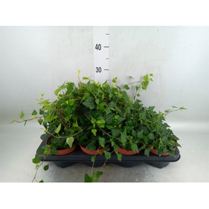 Hedera helix 'Lady Kay'