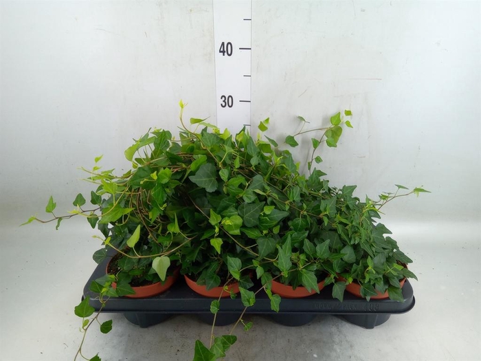 <h4>Hedera helix 'Lady Kay'</h4>