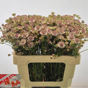 ASTR PINK SENSATION