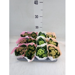 Kalanchoe blos.   ..rosebud mix  4