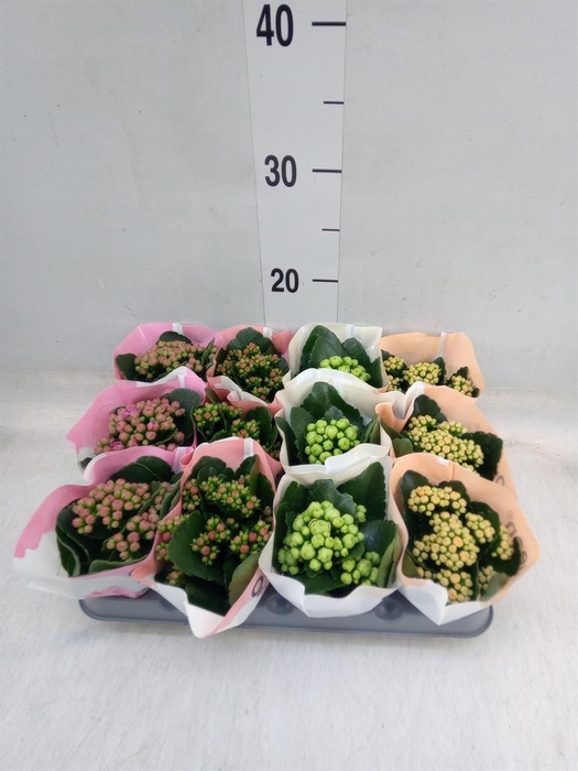 <h4>Kalanchoe blos. ..rosebud mix 4</h4>