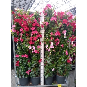 Mandevilla   ...