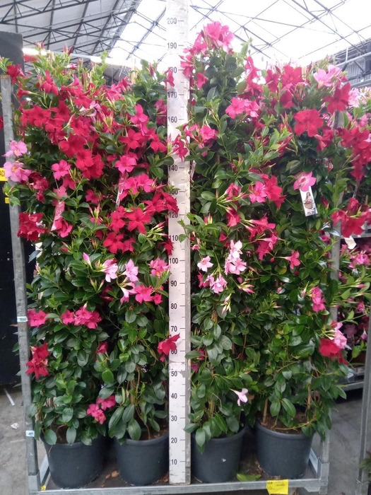 <h4>Mandevilla   ...</h4>