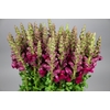 Antirrhinum Potomac Red