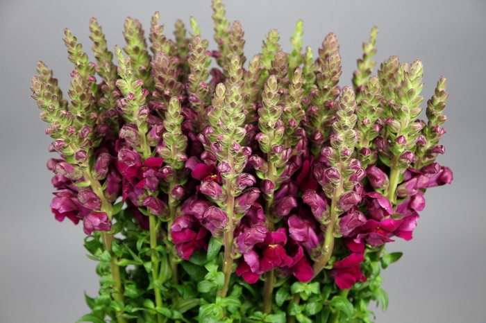 <h4>Antirrhinum Potomac Red</h4>