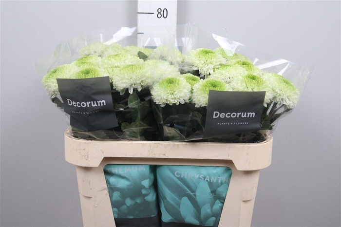 <h4>Chr G Alibaba</h4>