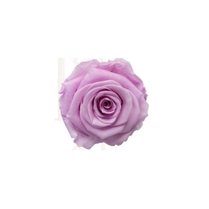 Rose nobel lilac pres.