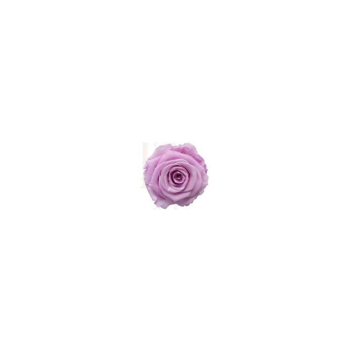 <h4>Rose nobel lilac pres.</h4>