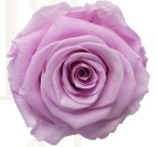 Rose nobel lilac pres.