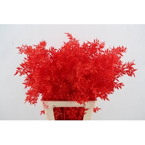 PF Ruscus 70cm Bs Red