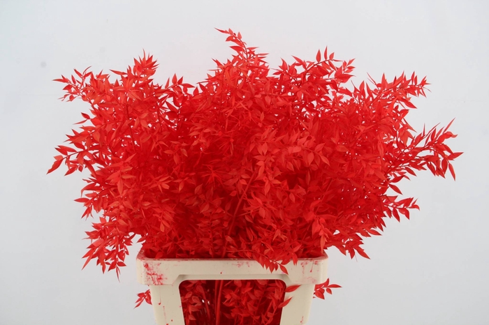 <h4>PF Ruscus 70cm Bs Red</h4>