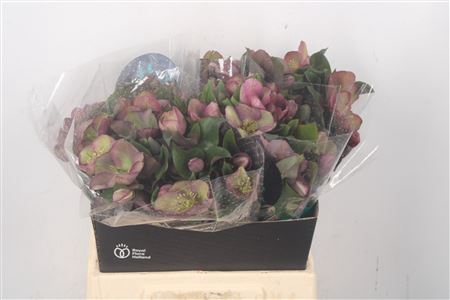 <h4>Helleborus Mammoth Pink</h4>