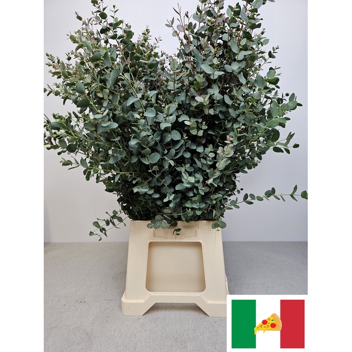 <h4>EUC GUNNII PB</h4>