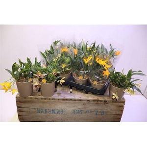 arr8 Orchidee Promenaea Sunlight Mixtray