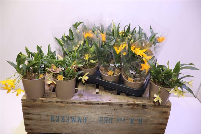 <h4>arr8 Orchidee Promenaea Sunlight Mixtray</h4>