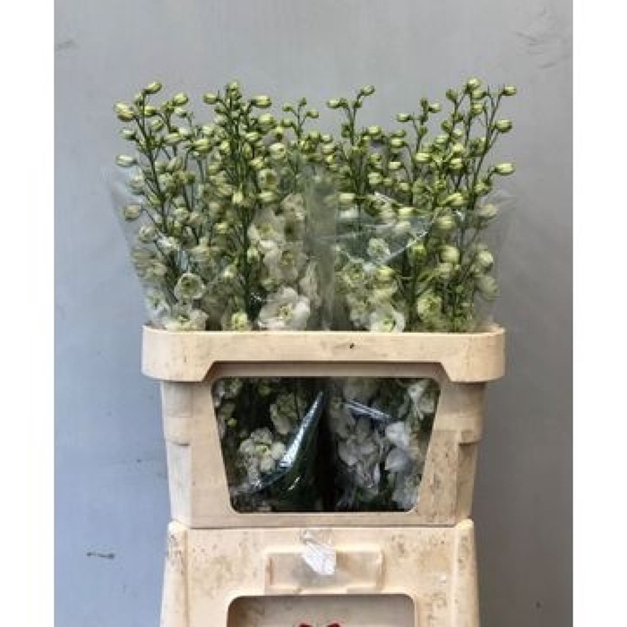<h4>Delphinium Impressive White</h4>