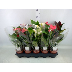 Anthurium   ...mix 4