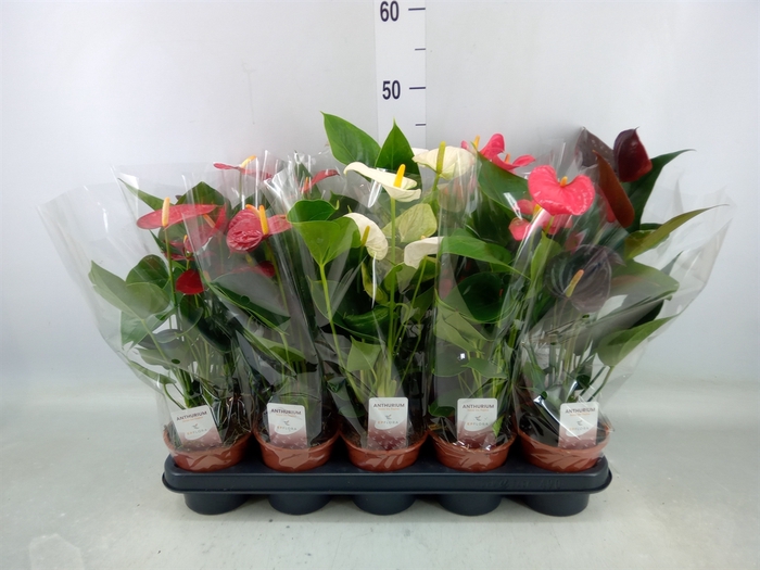 <h4>Anthurium   ...mix 4</h4>