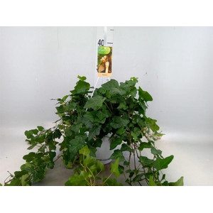 Hedera helix 'Wonder'