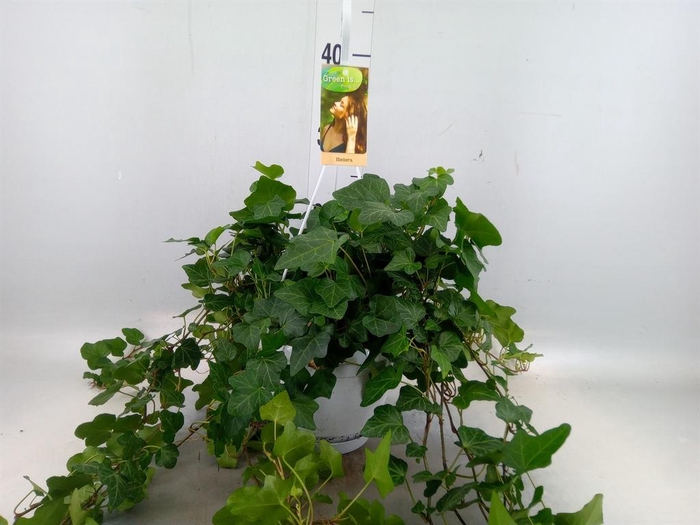 <h4>Hedera helix 'Wonder'</h4>