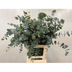 EUC CINEREA PER BOS