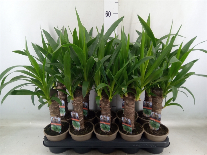 <h4>Yucca</h4>