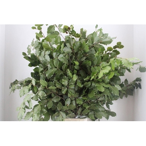 Beuk Naturel P Bunch