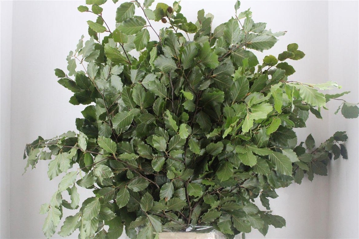 <h4>Beuk Naturel P Bunch</h4>