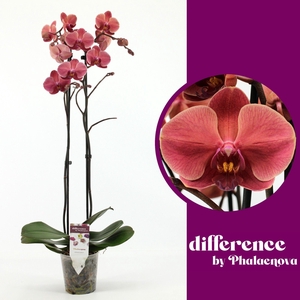 October Forest 2-tak 60cm (RIJP)