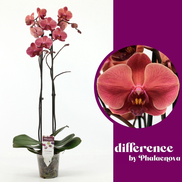 <h4>October Forest 2-tak 60cm (RIJP)</h4>