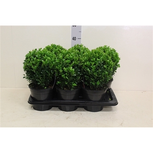 Buxus sempervirens bol P17 (potgekweekt)