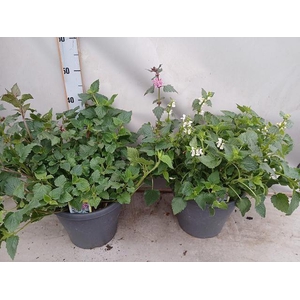 LAMIU MA PINK PEWTER