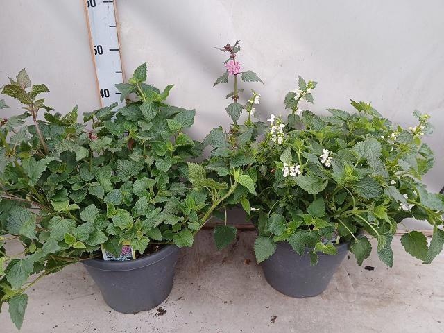 <h4>LAMIU MA PINK PEWTER</h4>