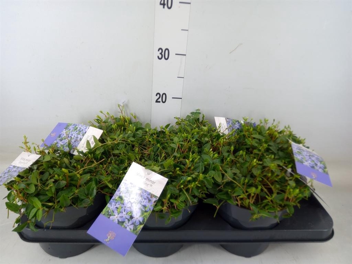 <h4>Vinca minor</h4>