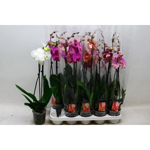 PHAL GEM
