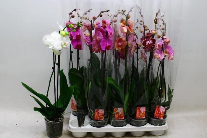 <h4>PHAL GEM</h4>
