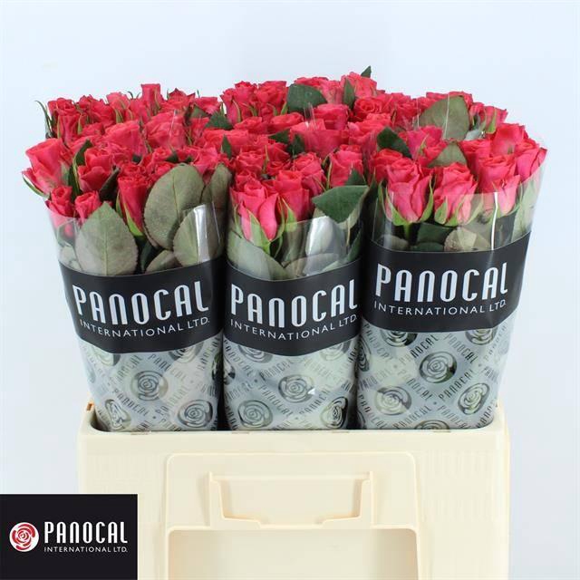 <h4>R GR PINK TACAZZI+</h4>