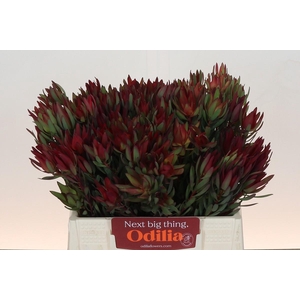 Leucadendron Blush