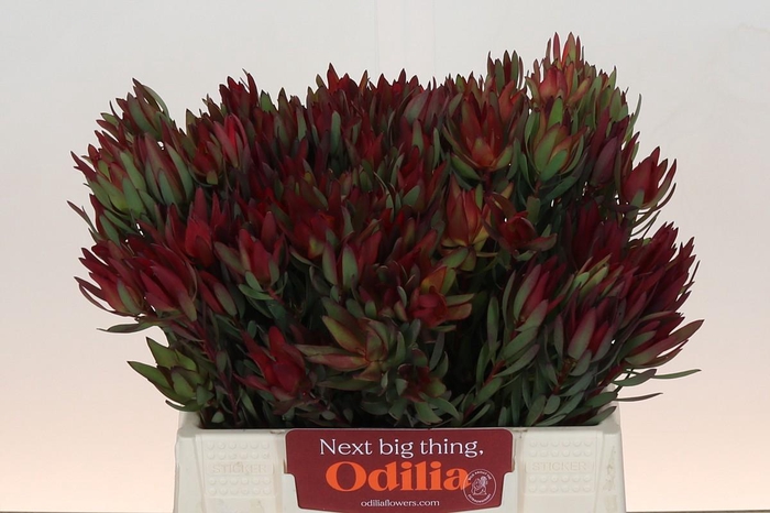 <h4>Leucadendron Blush</h4>