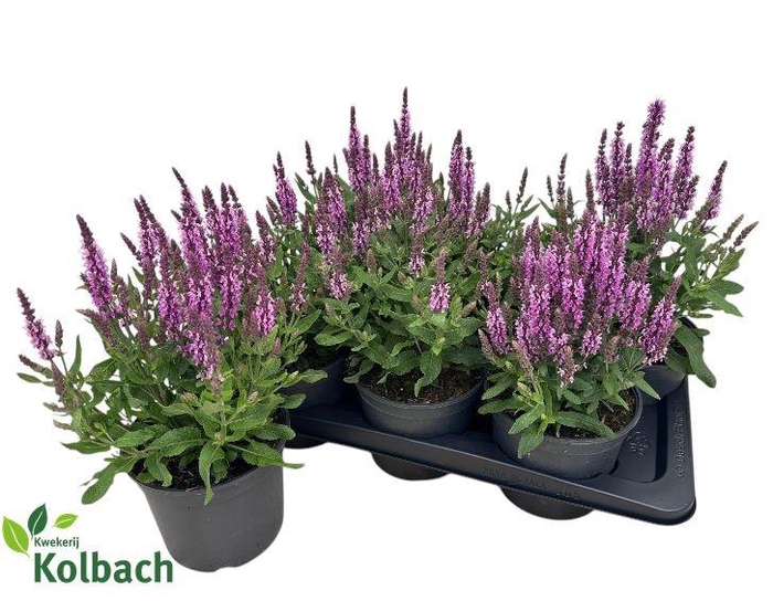 <h4>SALVIA NE MIDNIGH RS</h4>