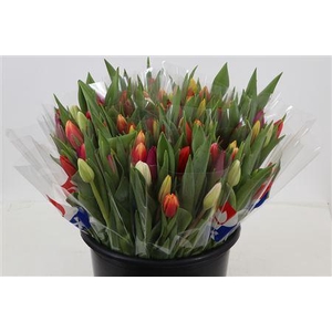 TU EN GEM X10 BLANCO