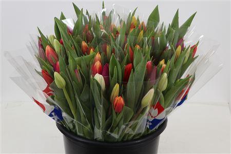 <h4>TU EN GEM X10 BLANCO</h4>