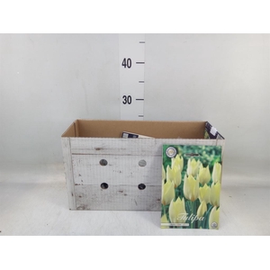 Tulipa   ...flowerbulbs