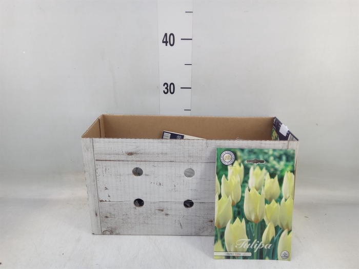 <h4>Tulipa   ...flowerbulbs</h4>